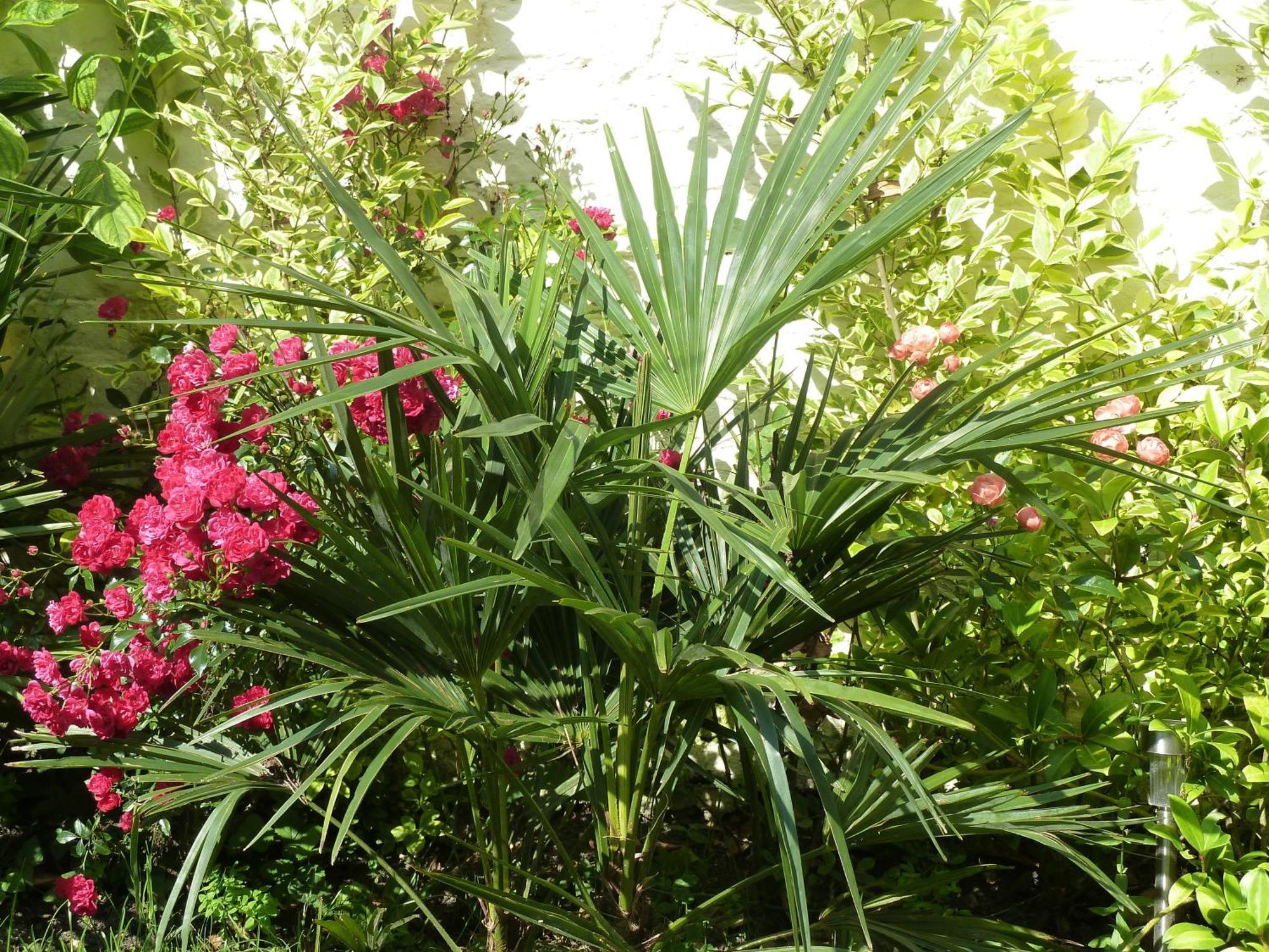 A La Fleur D Oranger - Lille La Madeleine Bed & Breakfast ลามาเดอเลน ภายนอก รูปภาพ